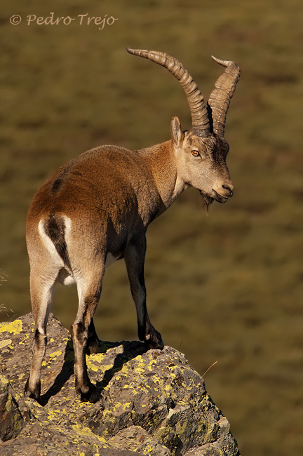 Cabra Montes (G.capra)